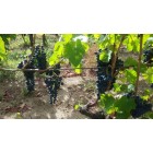 Cesco di Nece Aglianico Sant'Agata dei Goti DOC 2015